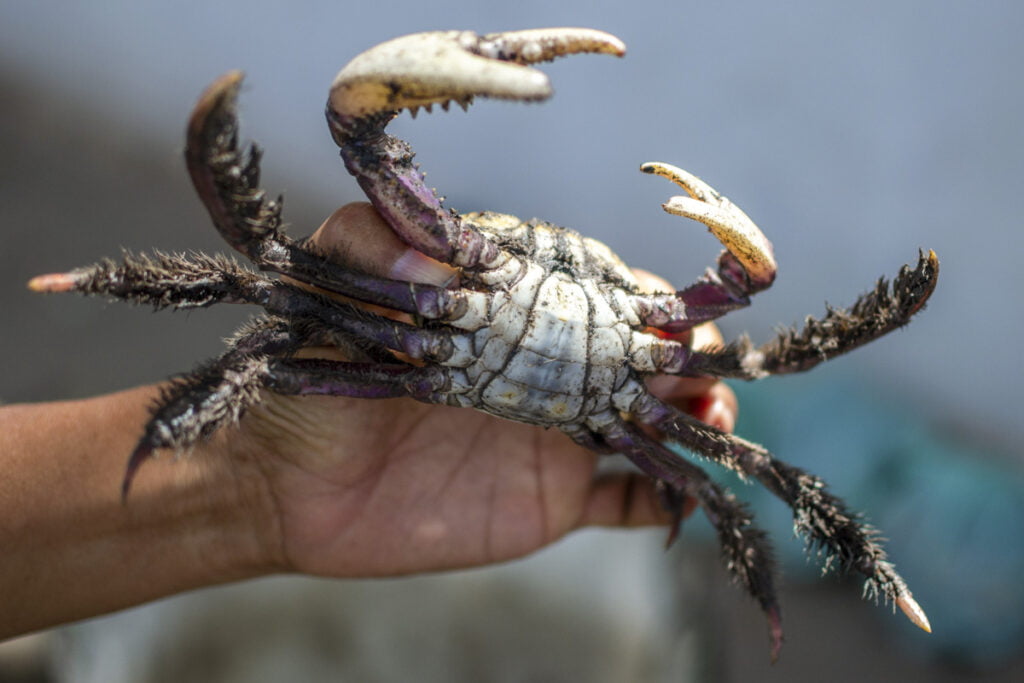 Período de defeso do caranguejouçá na Paraíba começa nesta quinta (14) Ale Lontra Período de defeso do caranguejouçá na Paraíba começa nesta quinta (14) Ale Lontra