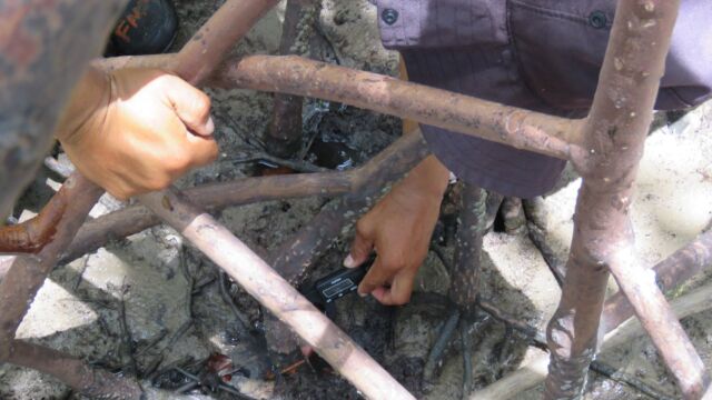 Monitoramento caranguejo-uçá - Crédito: Acervo FMA