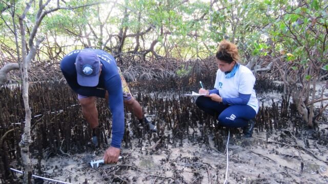 Monitoramento caranguejo-uçá - Crédito: Acervo FMA