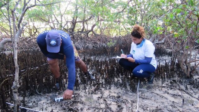 Monitoramento caranguejo-uçá - Crédito: Acervo FMA