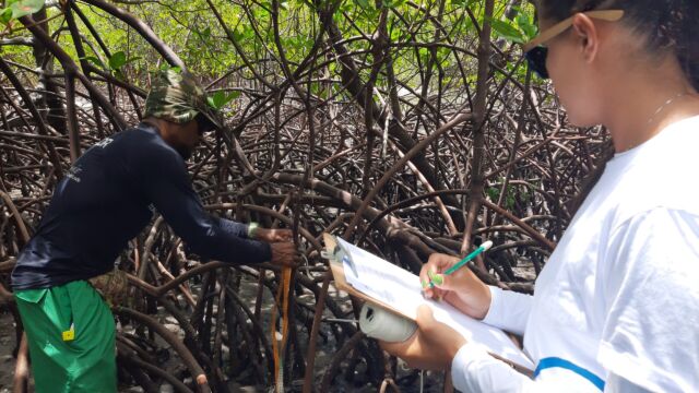 Monitoramento mangue - Crédito: Acervo FMA